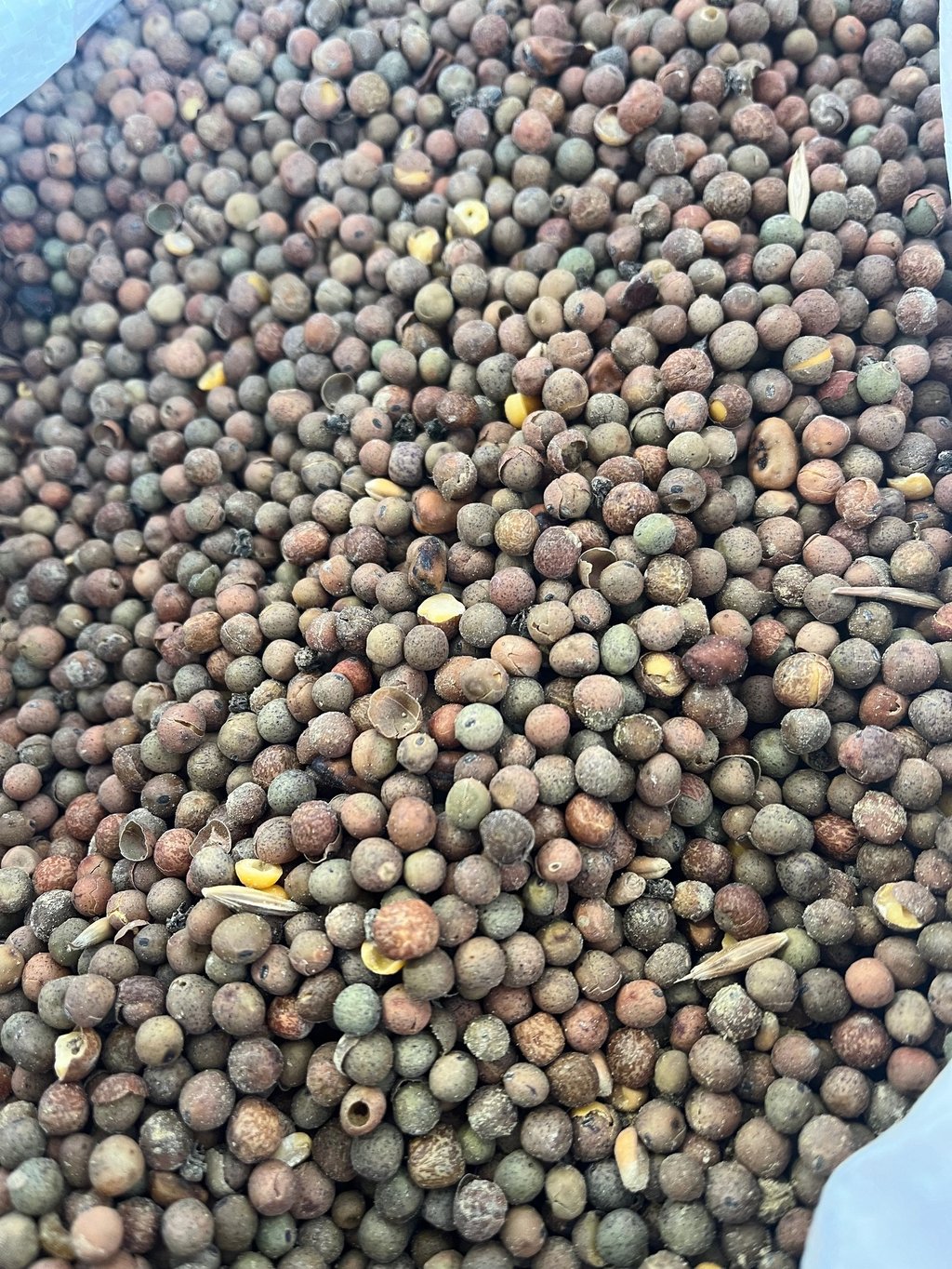 Grains de pois fourrager. Crédit photo : Terres&Graines