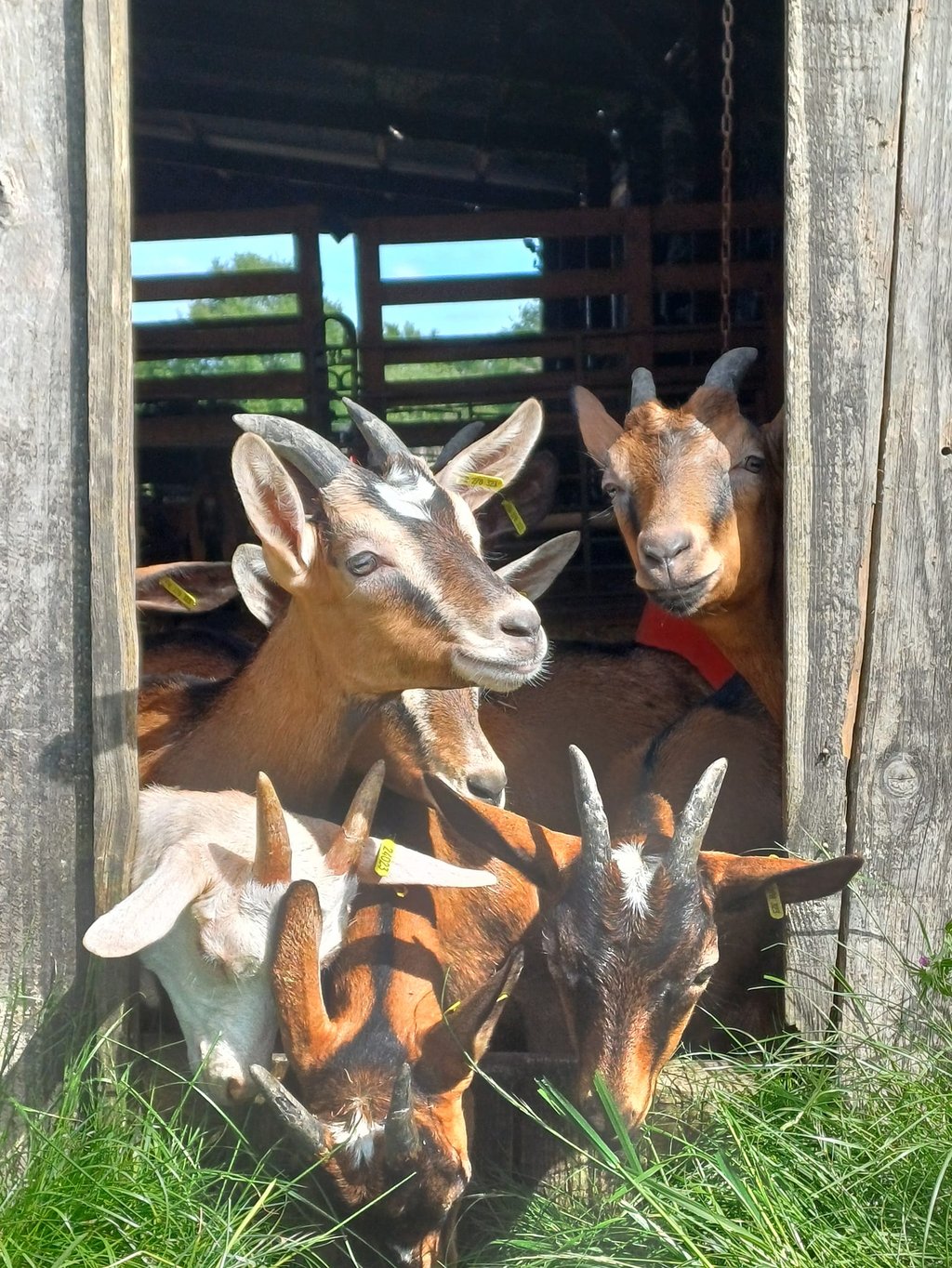les chevrettes de la ferme du Pré Chic