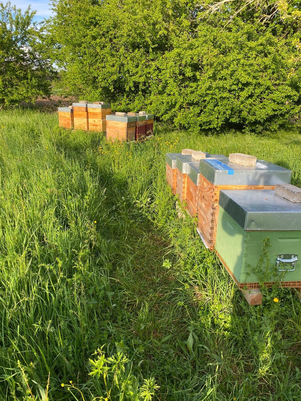 ruches dadant remplient d'abeilles Buckfast