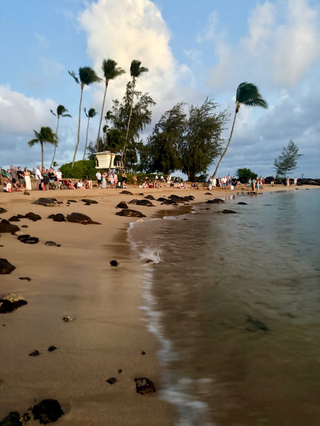 turtles at poipu beach kauai Hawaii