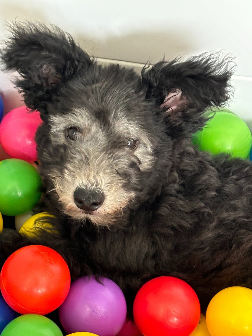 Hungarian Pumi puppy in a ball pit during enrichment activities at Szabo Kennel