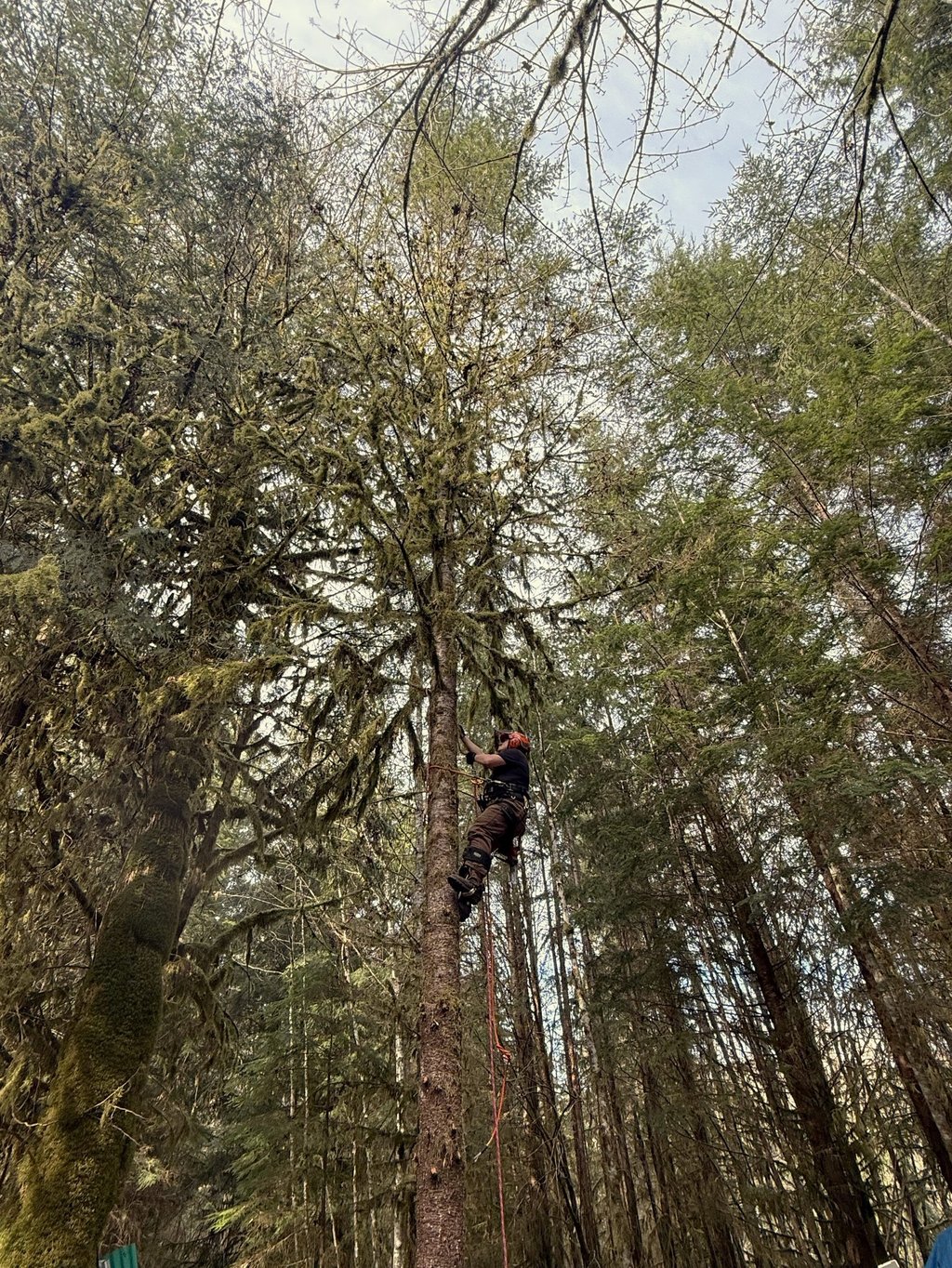 Owner Nick Brown of Bothell WA removing branches and limbs