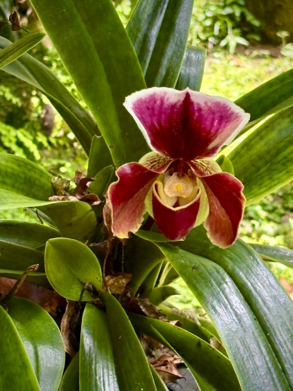 orquideas en ruta de la orquidea coatepec