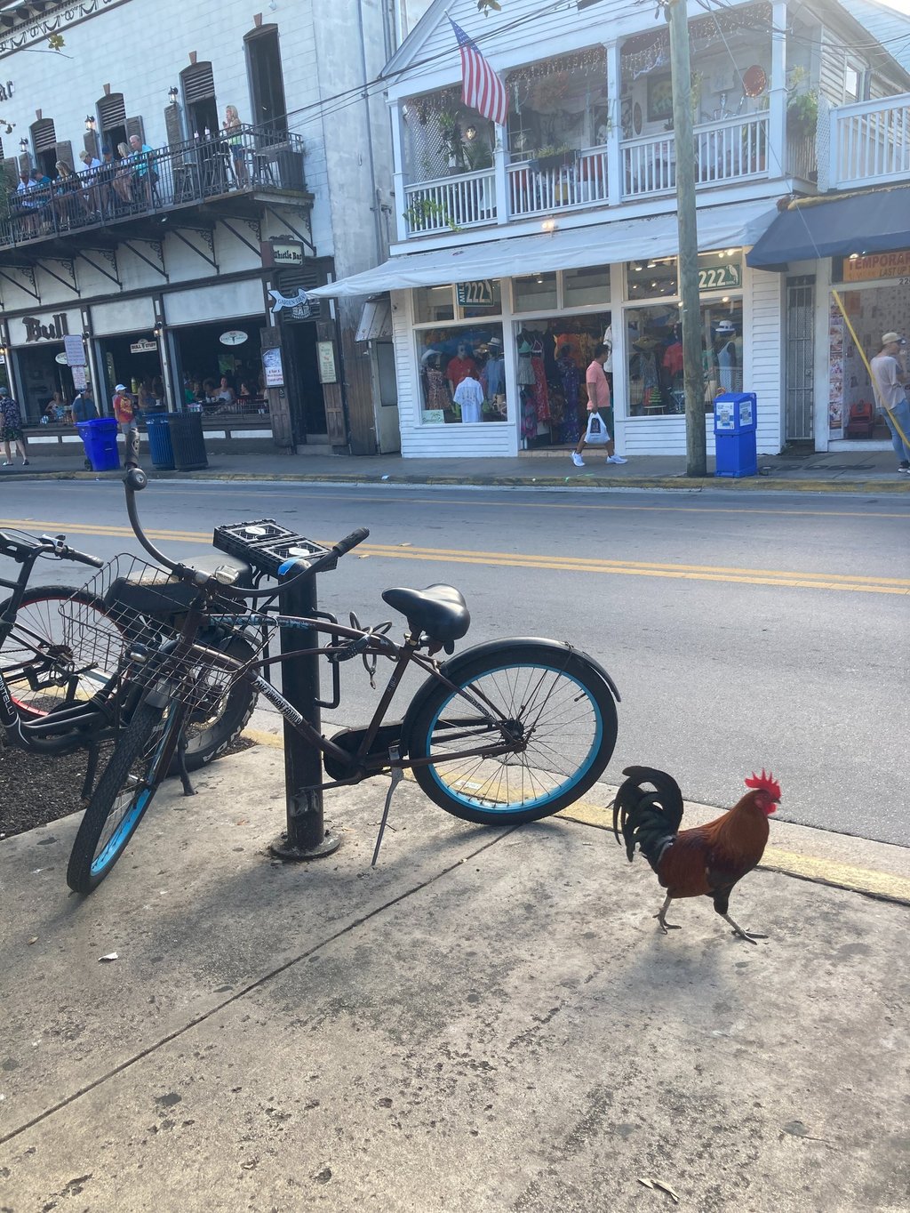 Les coqs qui vivent dans les rues de Key West