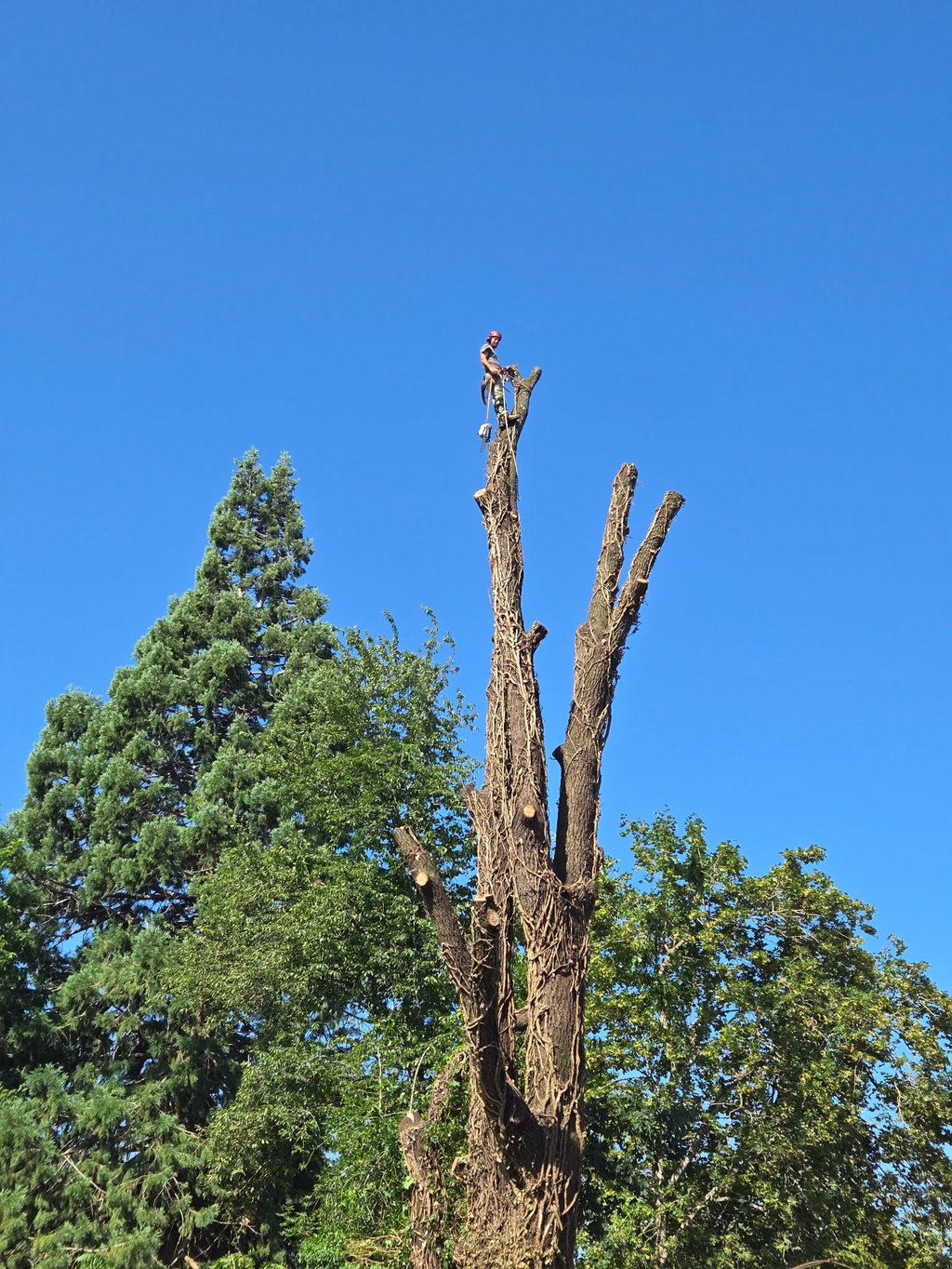 Arborist on top of a large walnut tree in the process of removal