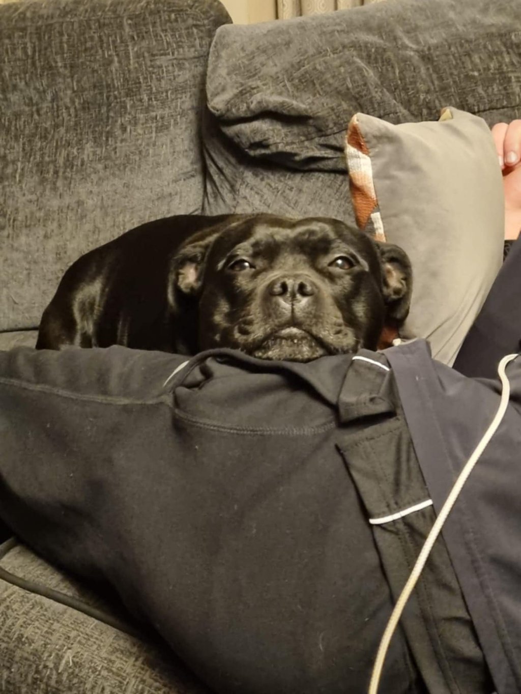 Staffordshire Bull Terrier di Grecalestaffs che è stato scelto da una famiglia in UK sul divano