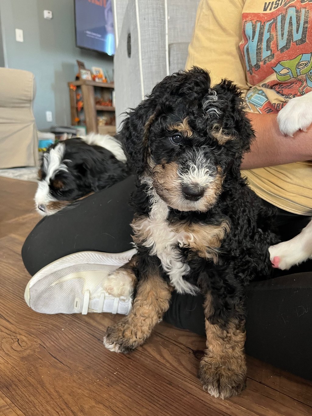 beautiful bernedoodle in wyoming