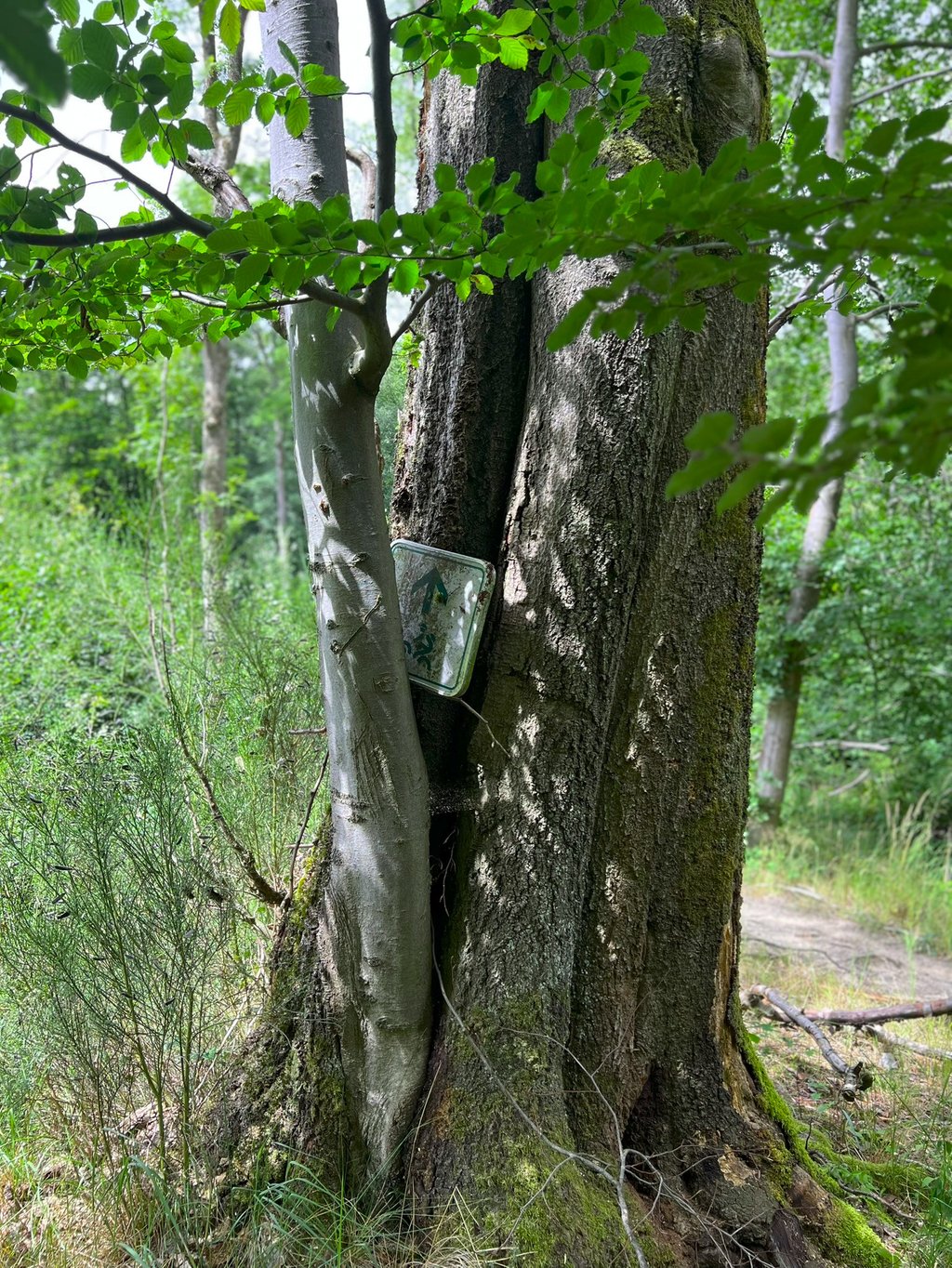 Vergroeid bordje van wandel- of fietsroute in boom langs het pad in het Hürtgenwald.