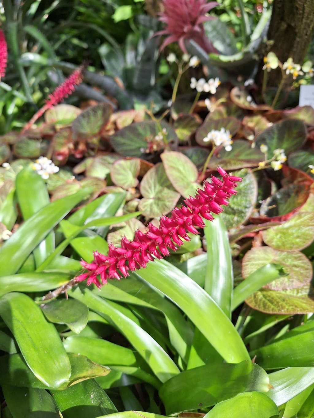 one long red flower named Matchstick Bromeliad