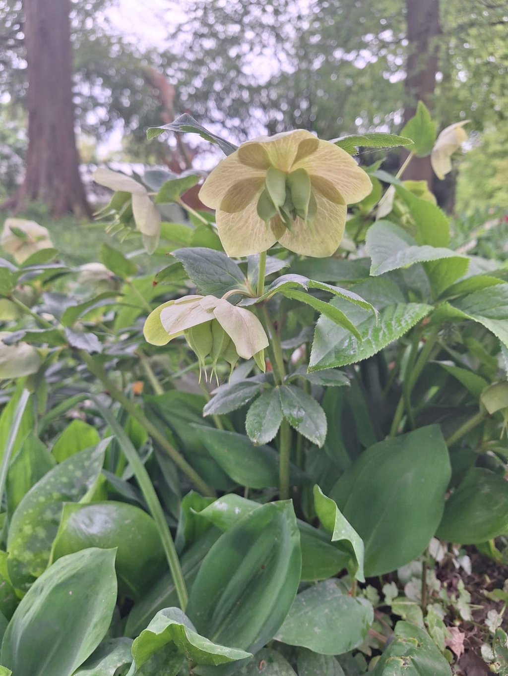 a white Hellebore flower in a garden