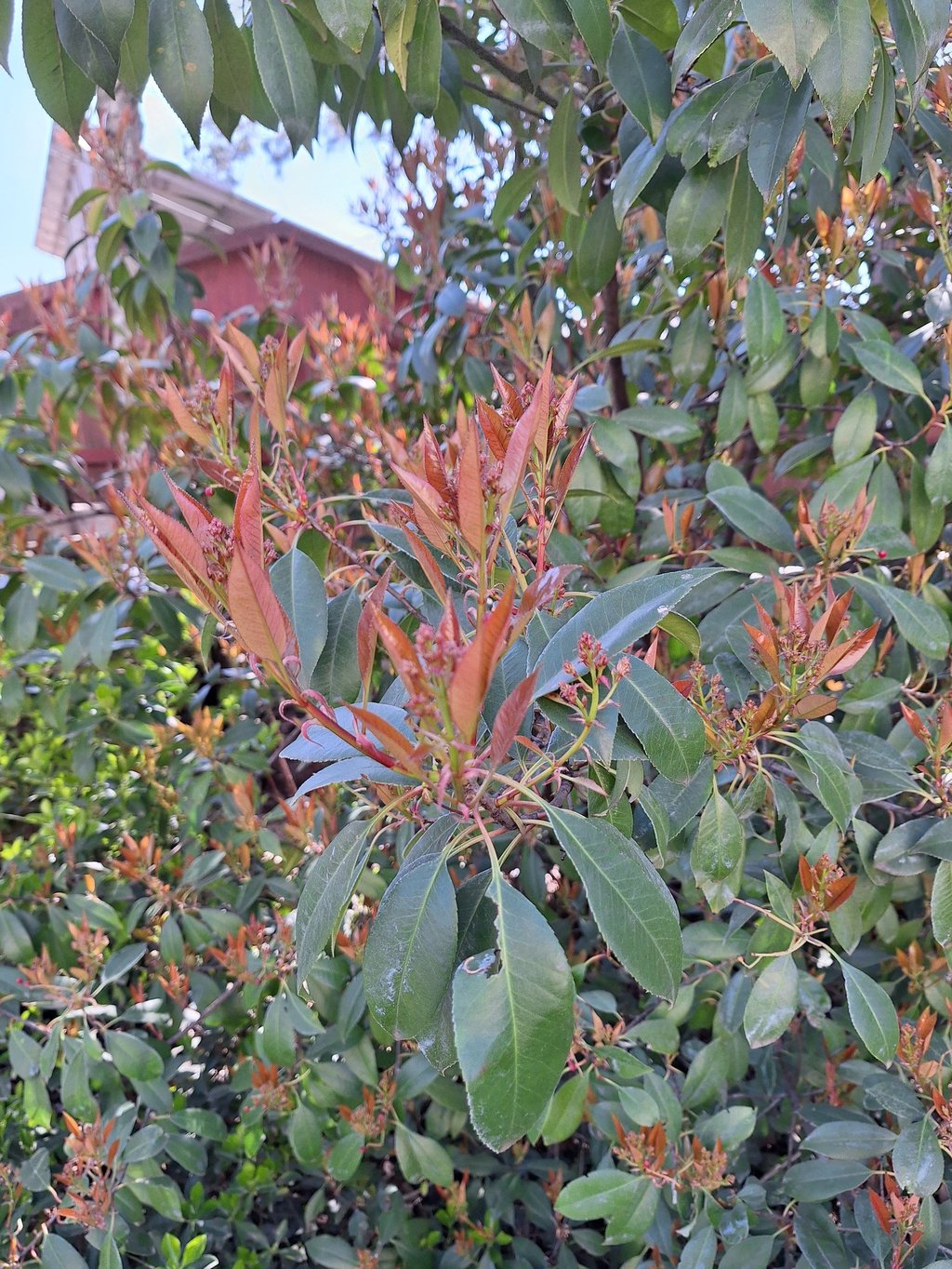 a big Nandina Domestica bush in our garden