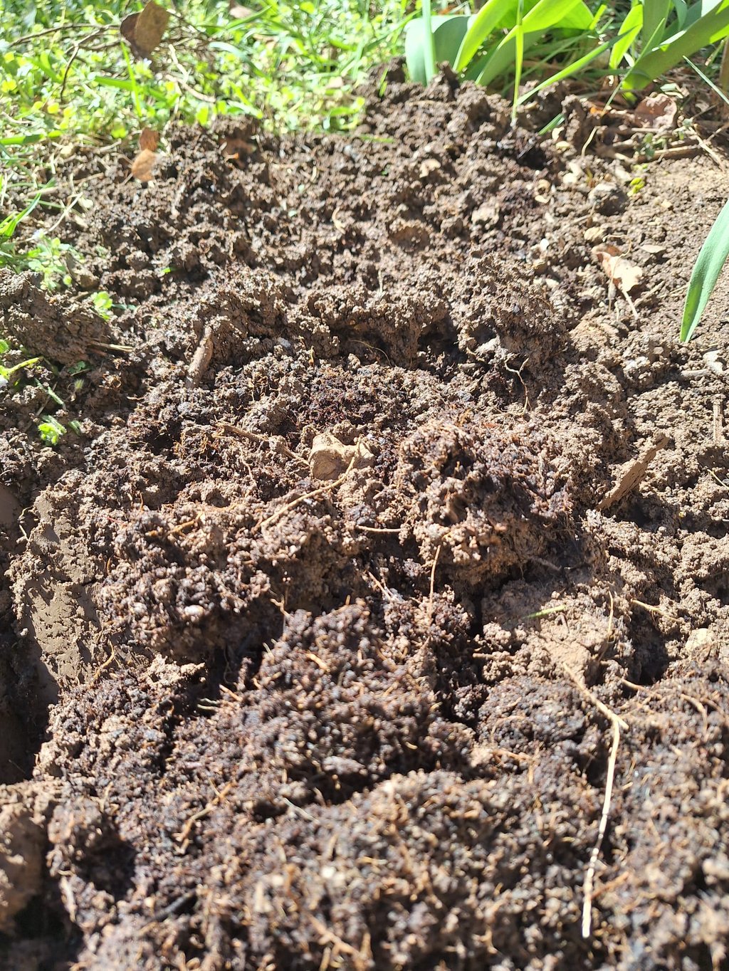 loam soil in a garden