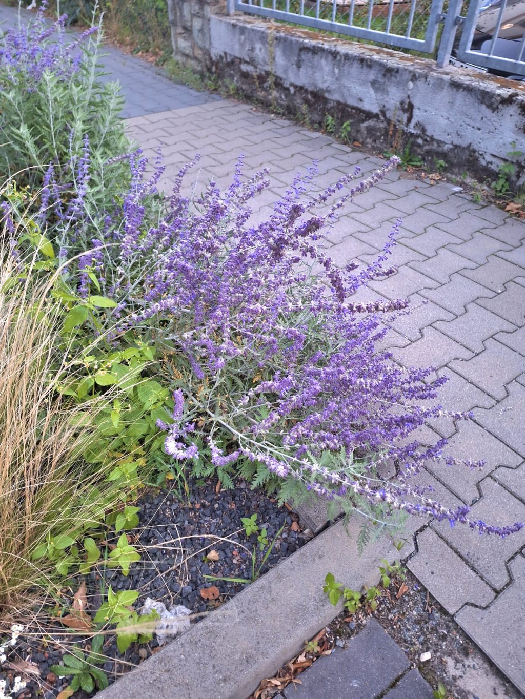 a small shrub with purple flowers