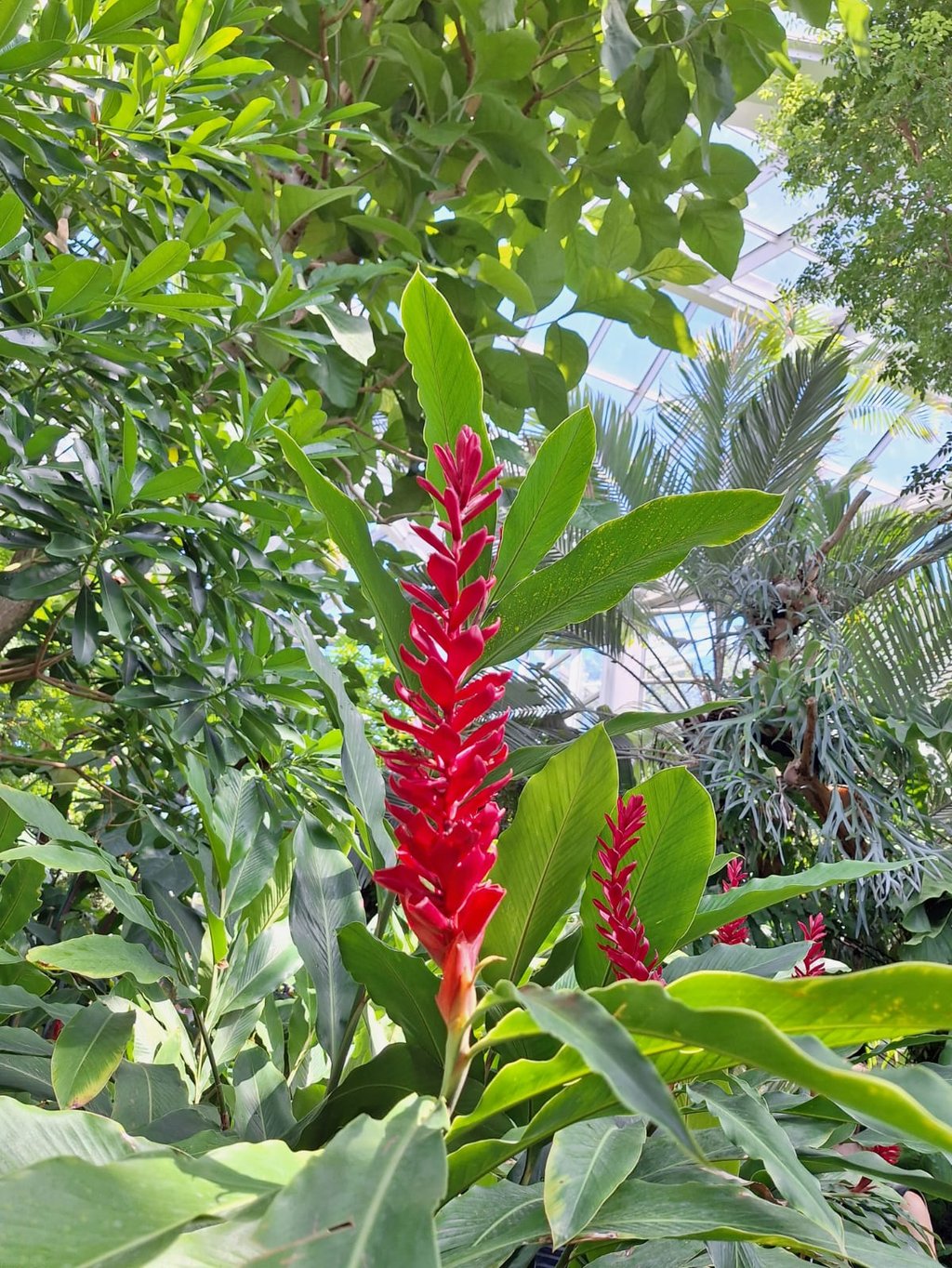 long red flowering stems named Red Ginger