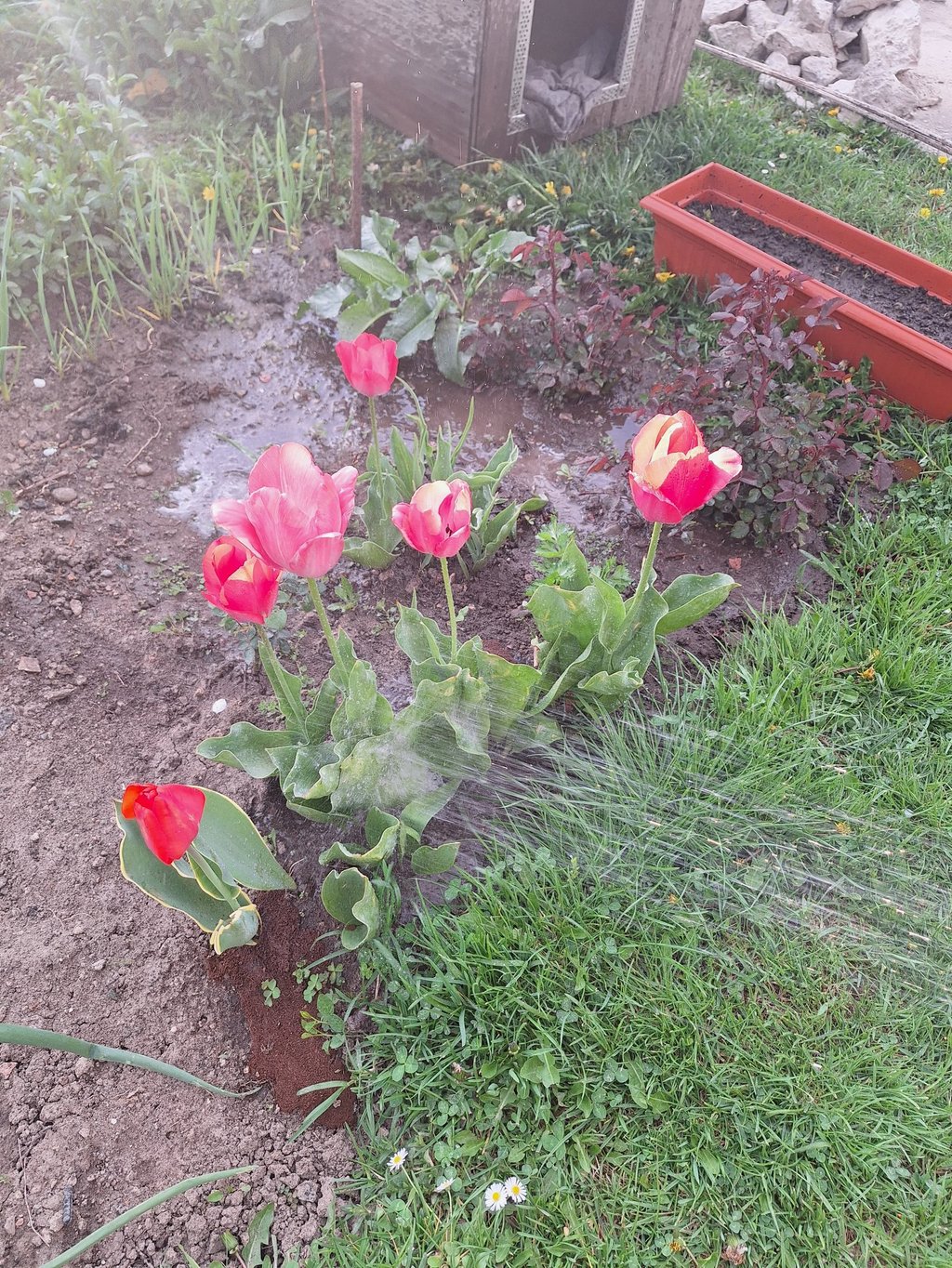 a person watering multiple flowers and plants 