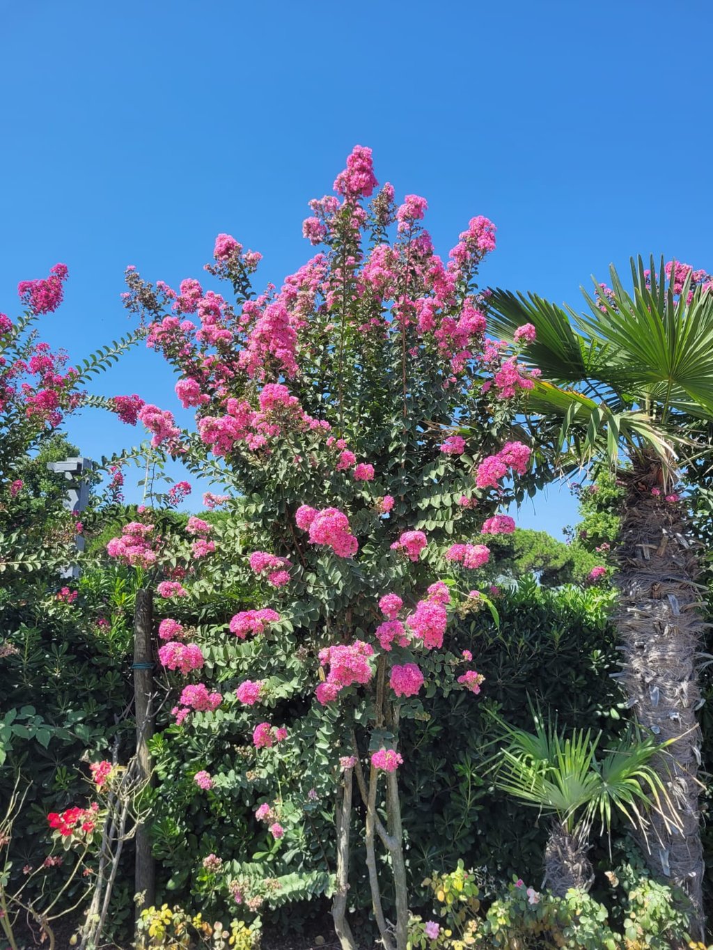 a tall bush with pink flowers