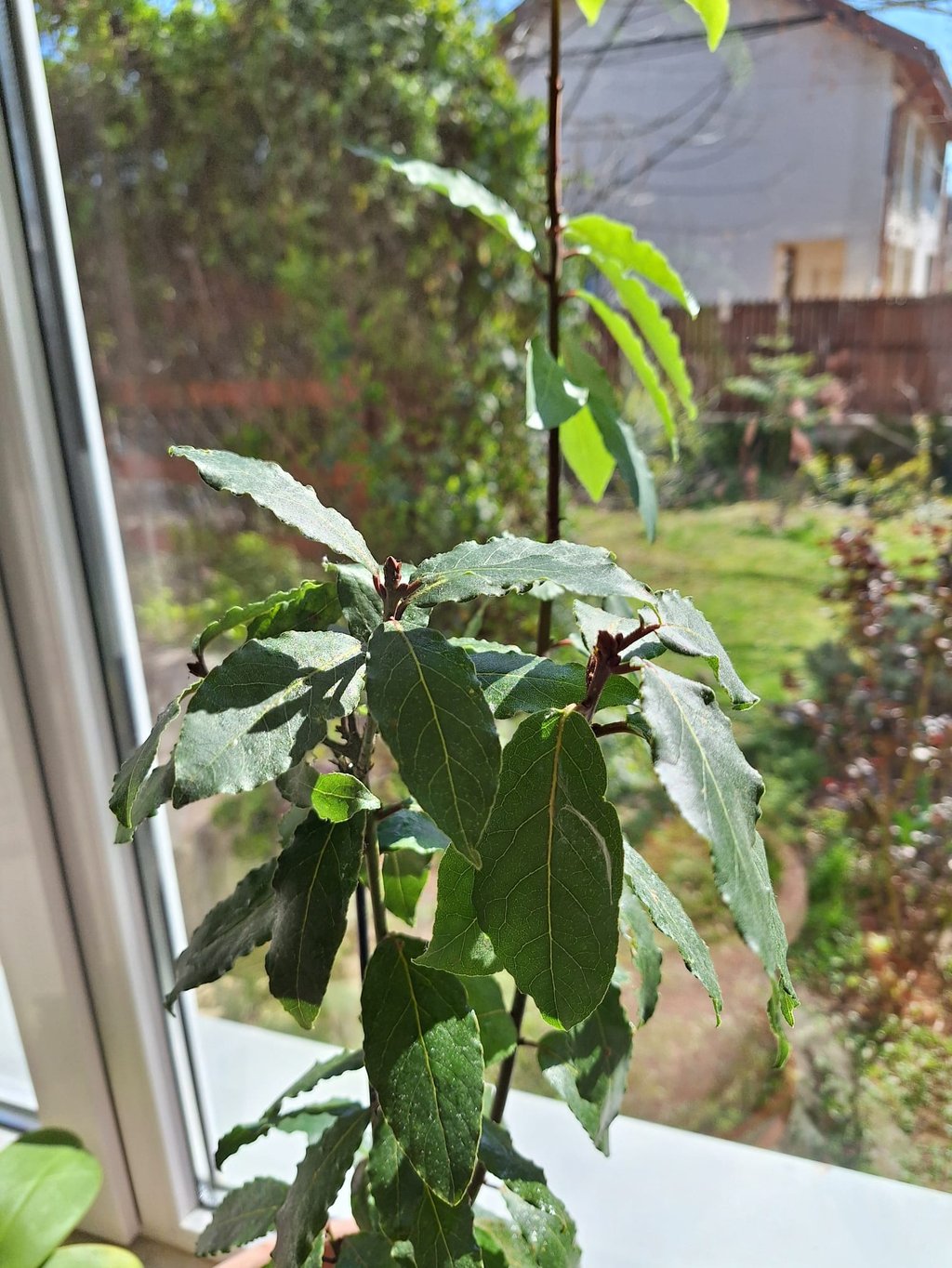 a leafy Laurel plant indoors