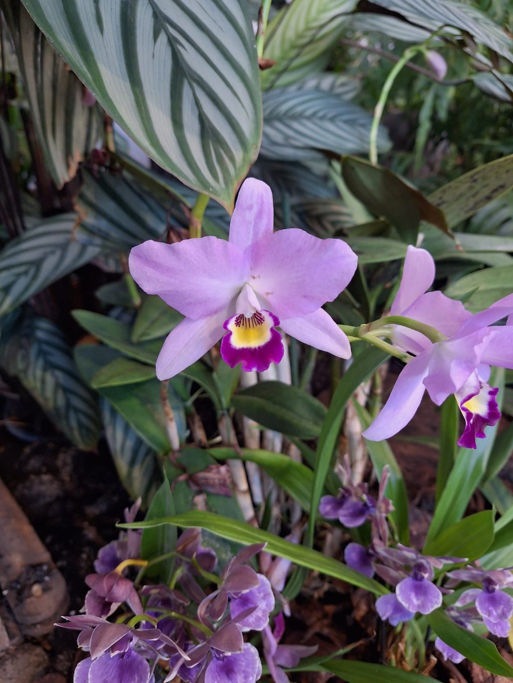 a pink Orchid outside in a tropical environment