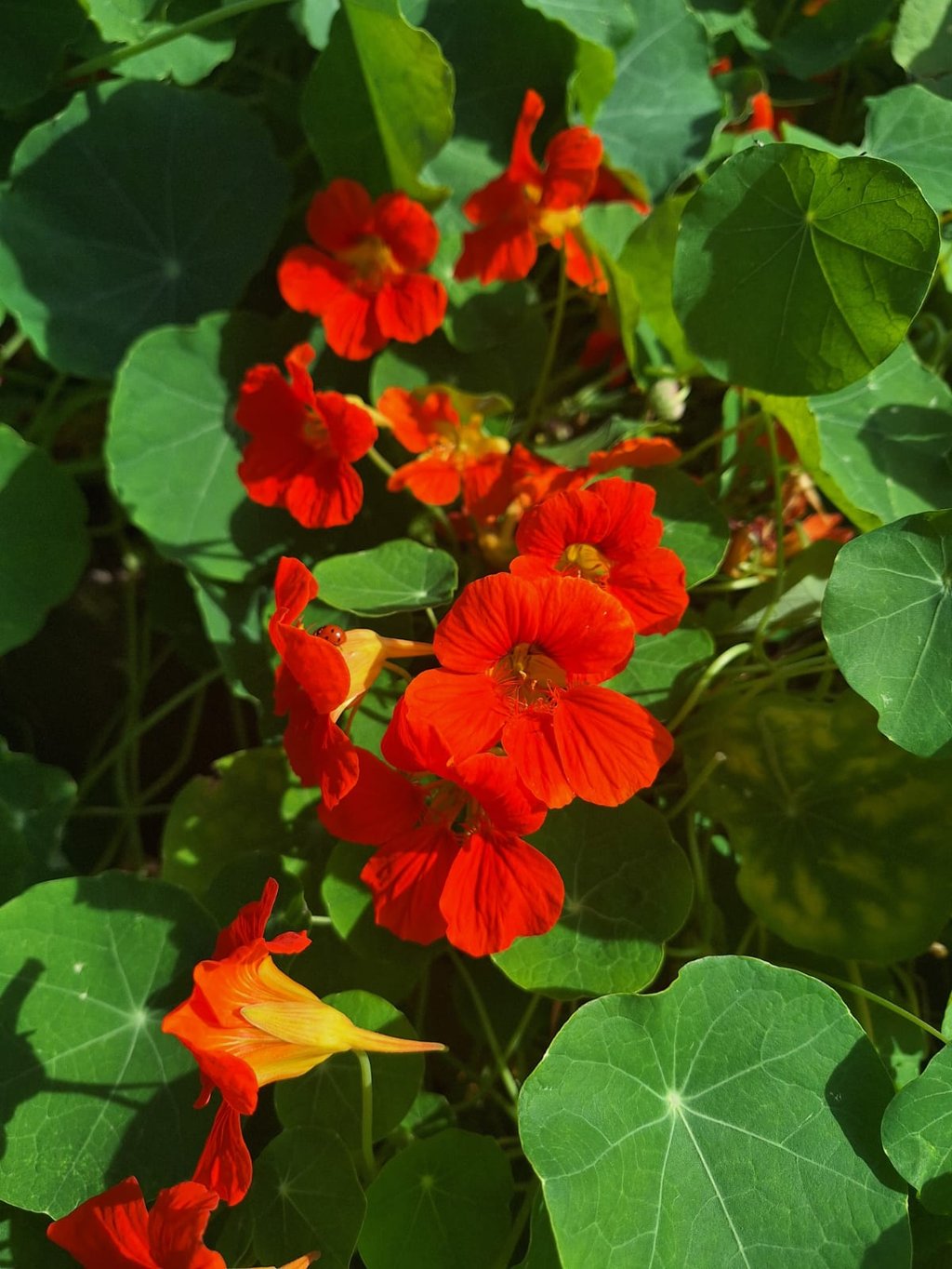 Nasturtiums with orange-red flowers and a leafy foliage