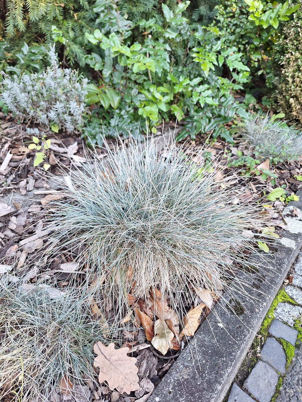 a drought tolerant Blue Fescue plant for full sun