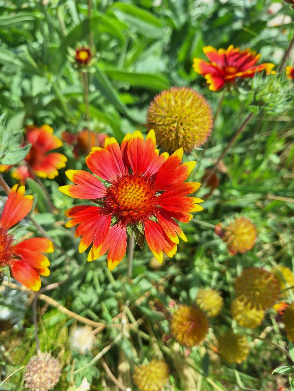 a red Indian Blanket flower wth a round middle