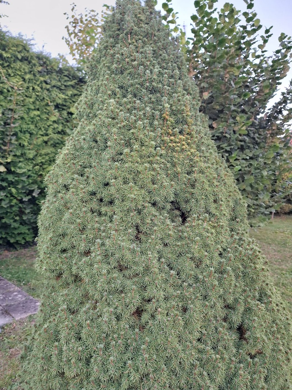a large green pine tree