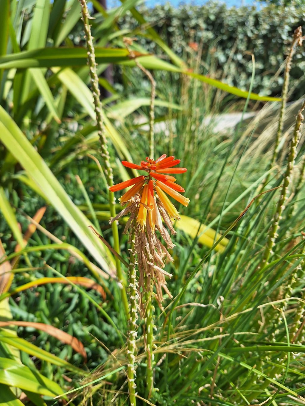 an exotic orange Red-Hot-Poker flowerin ful sun