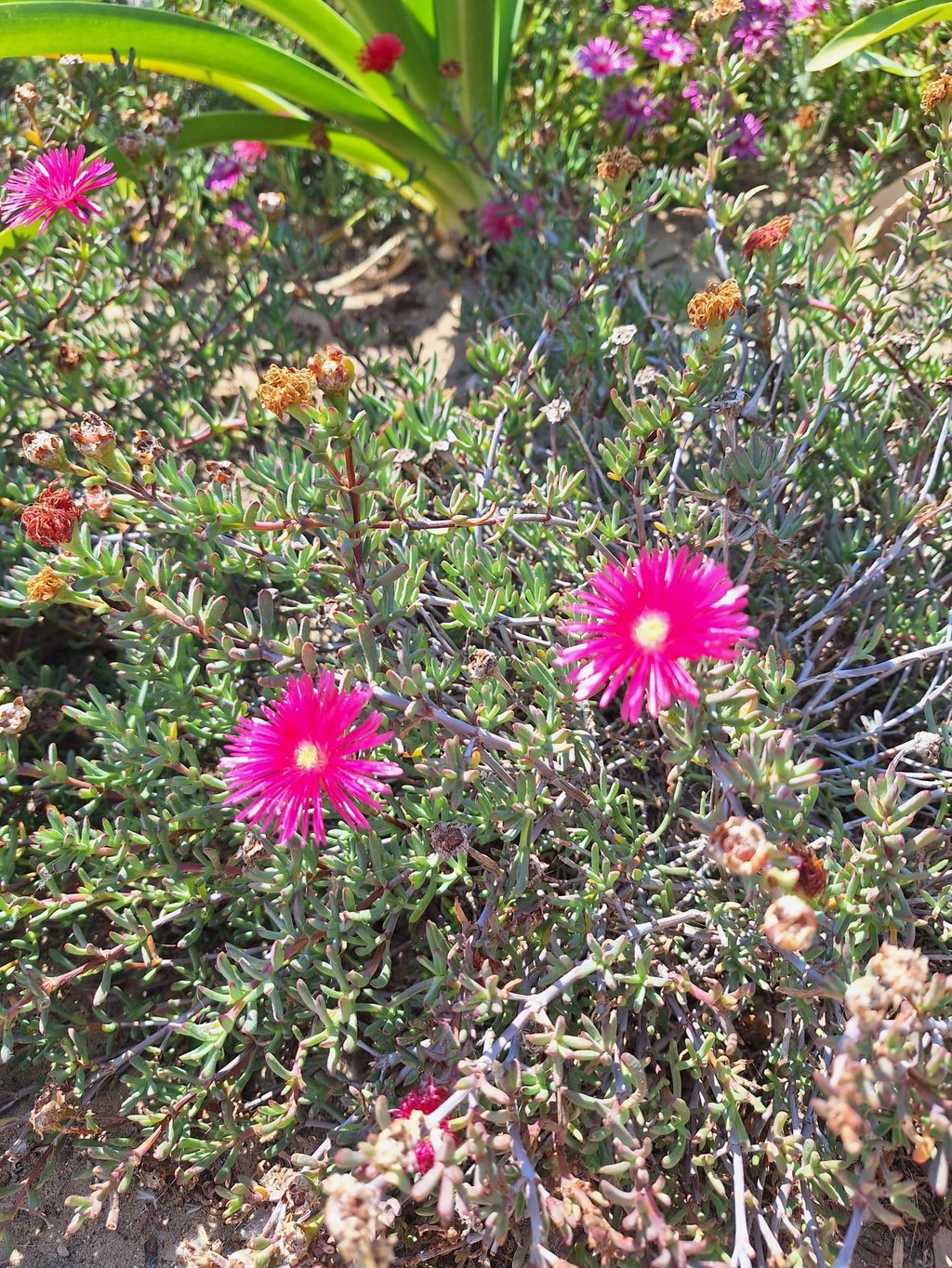 a ground cover plant in full sun with two flowers