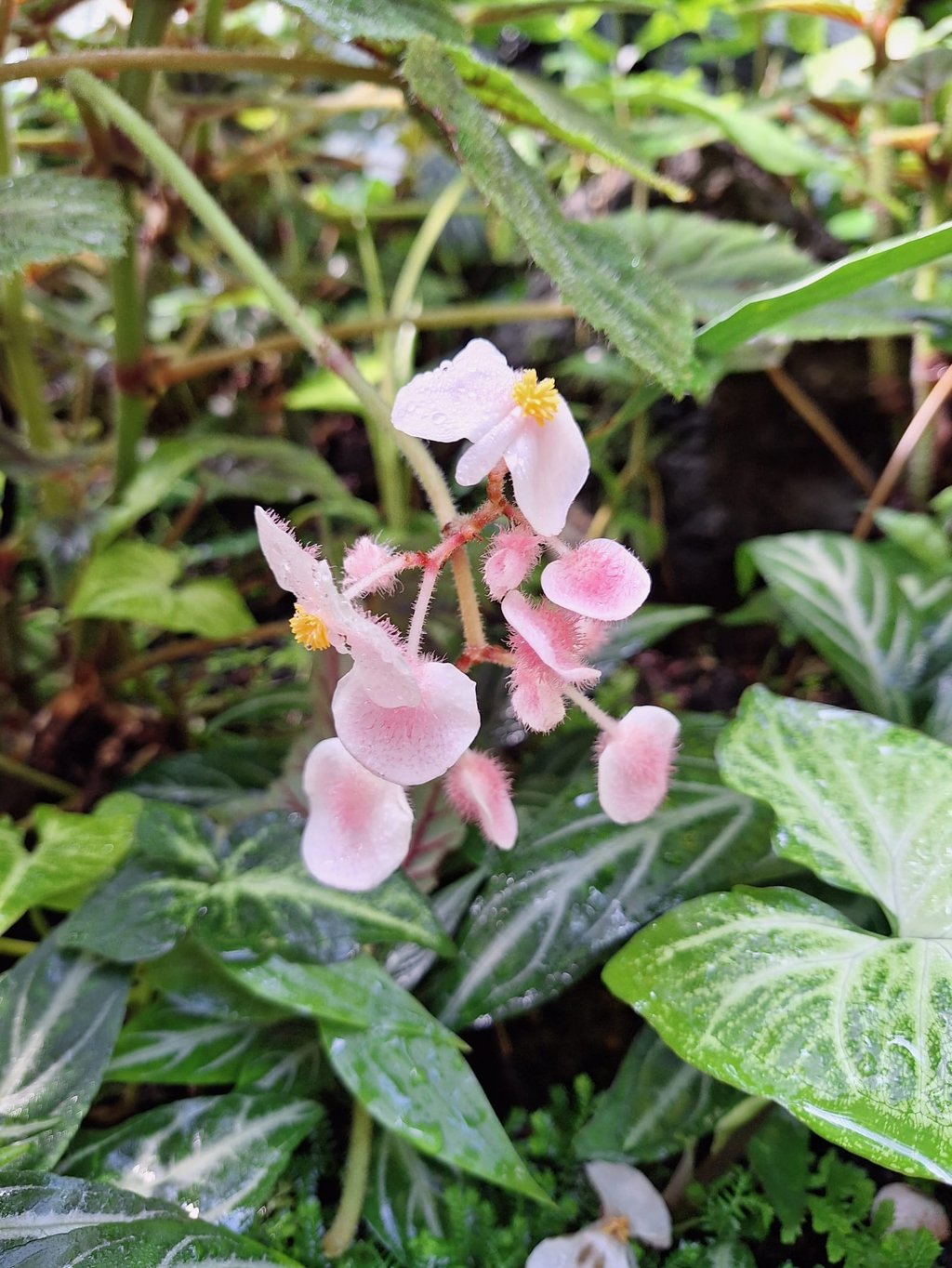 a Begonia flower in full shade