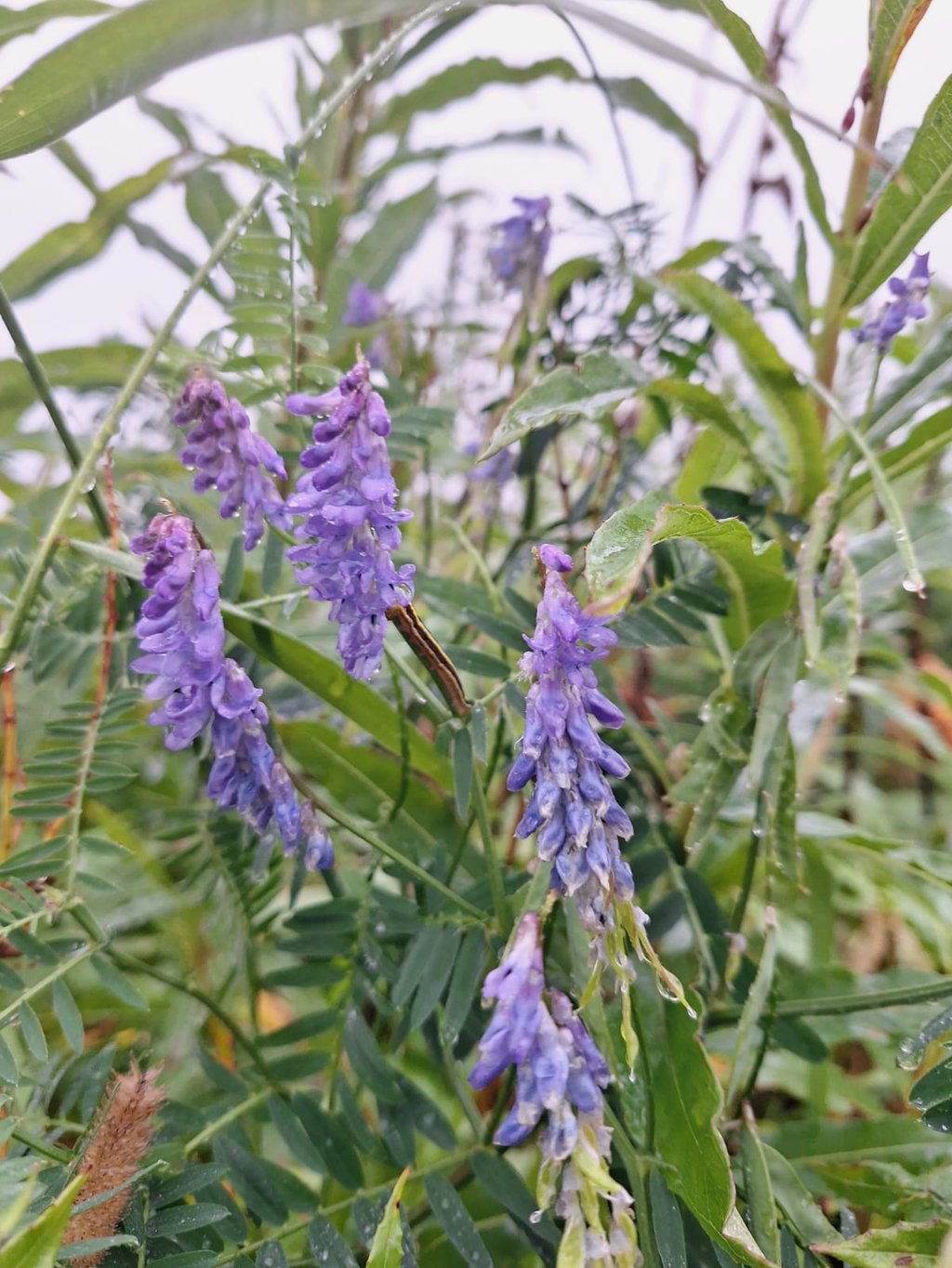 high gras with purple Tufted Vetch flowers