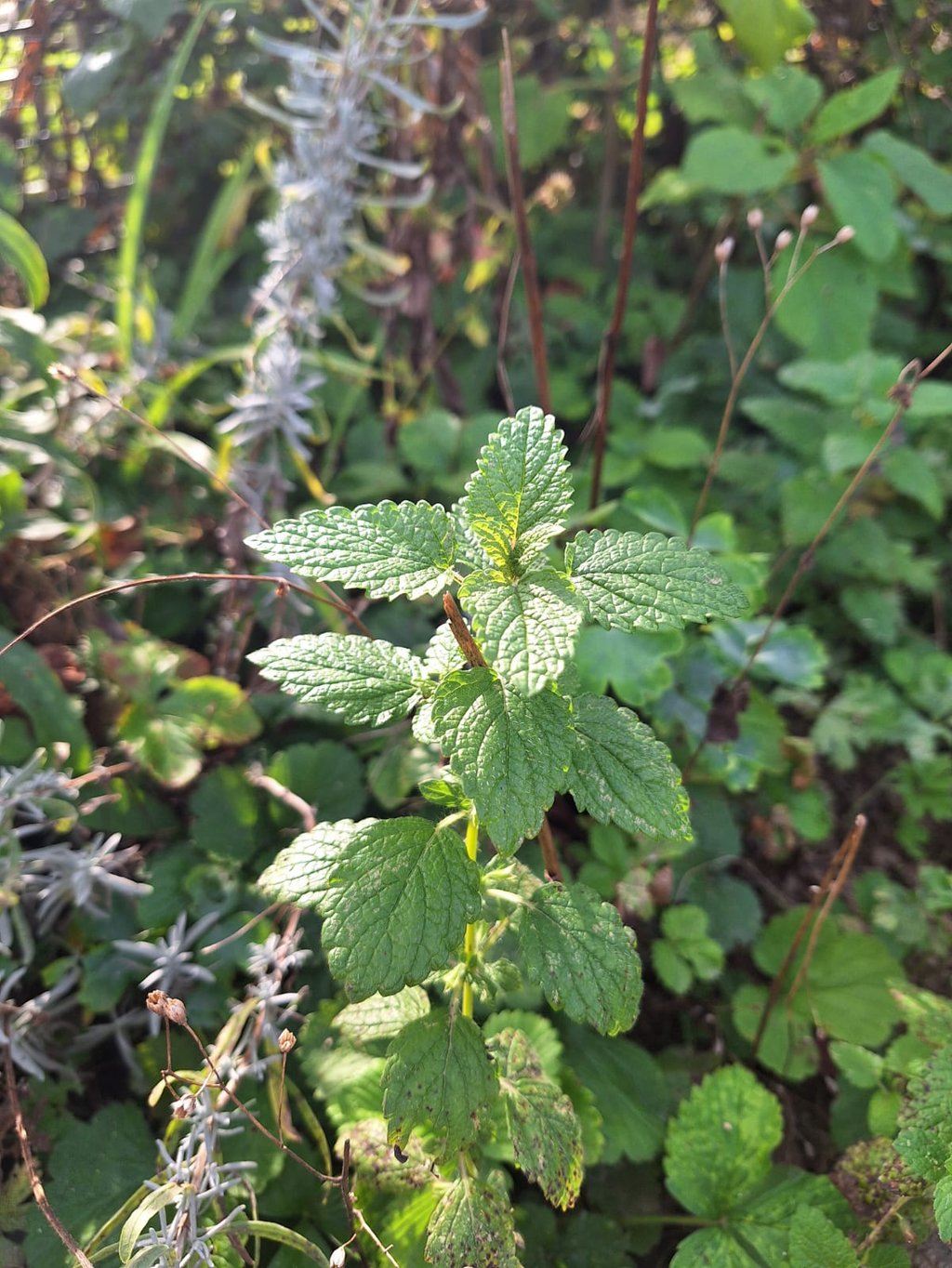 one Mint plant in a sunny and warm place