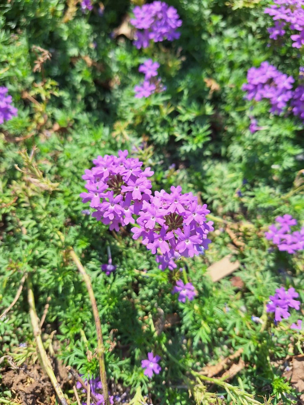 tiny Dakota Mock flowers blooming on a green space
