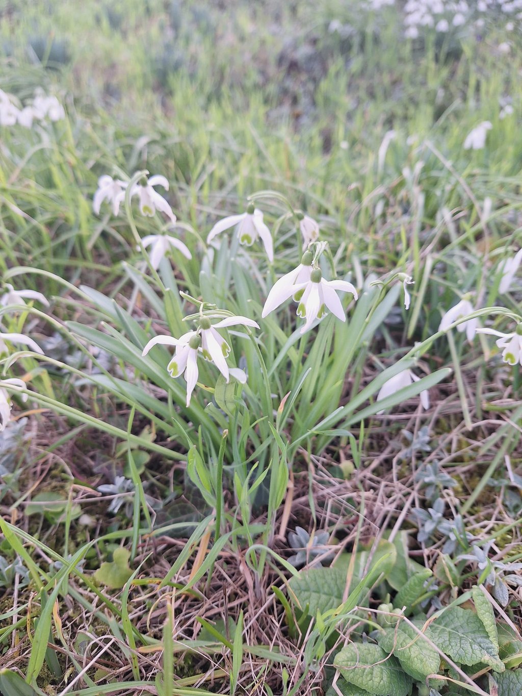 white winter flowers named Snowdrops