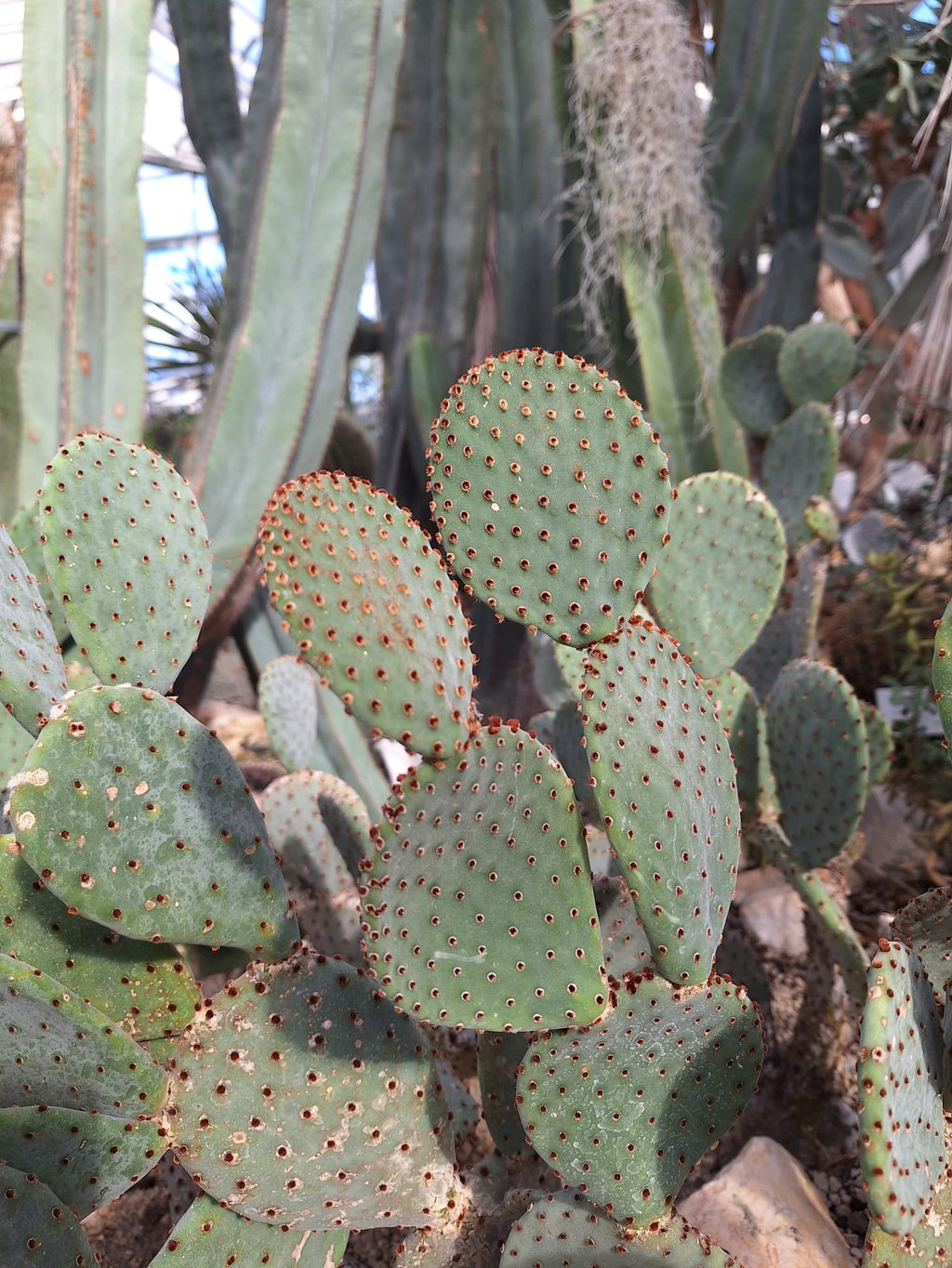 multiple Bunny Ear Cacti around other plants