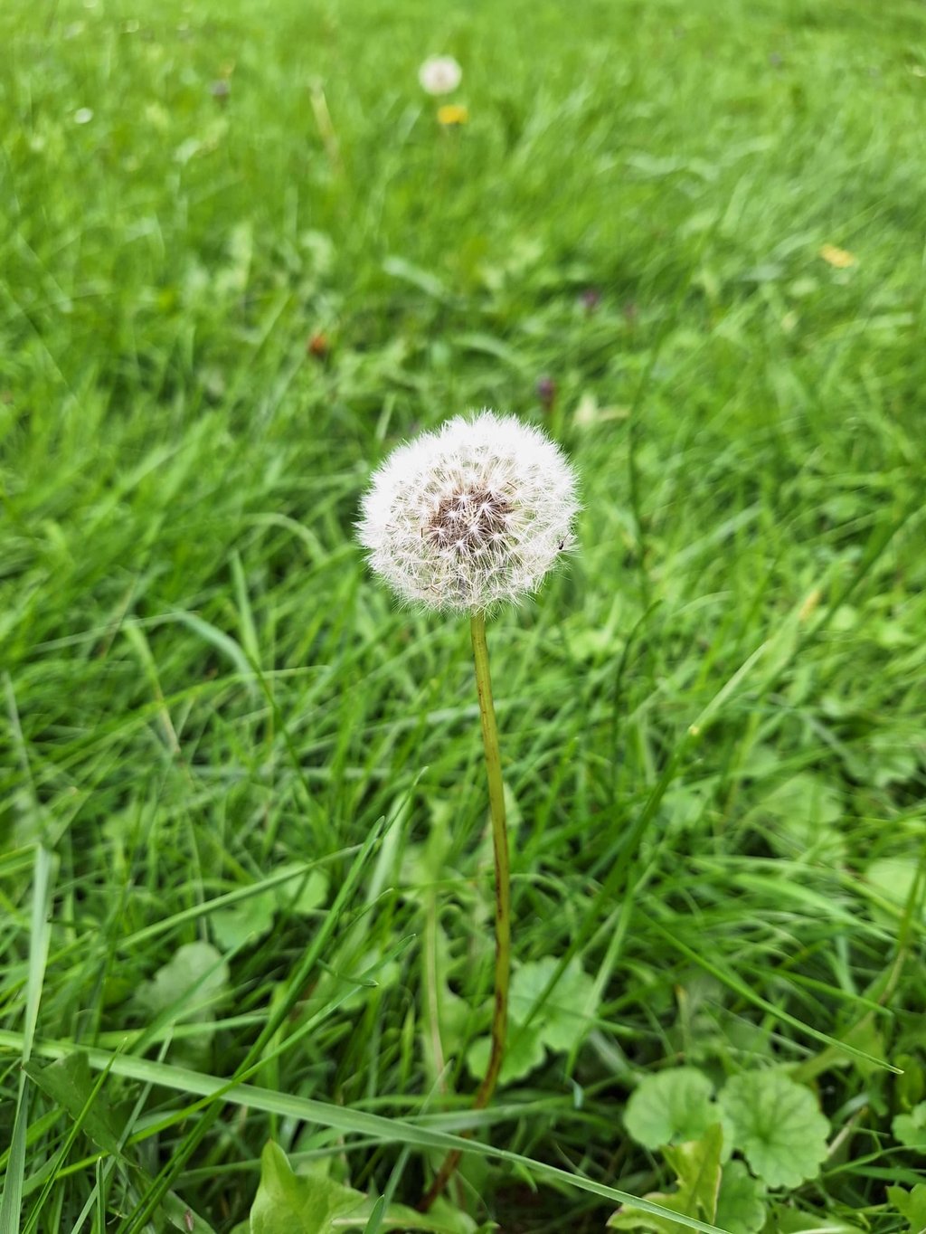 a weed in a meadow