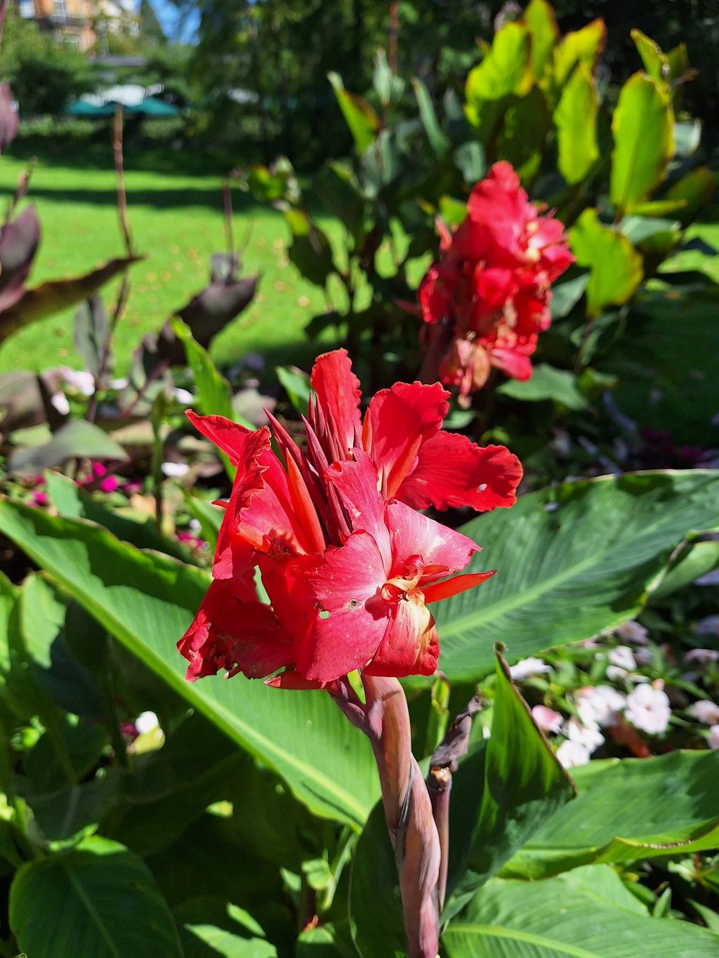one red Canna Lily plant in a green plant space