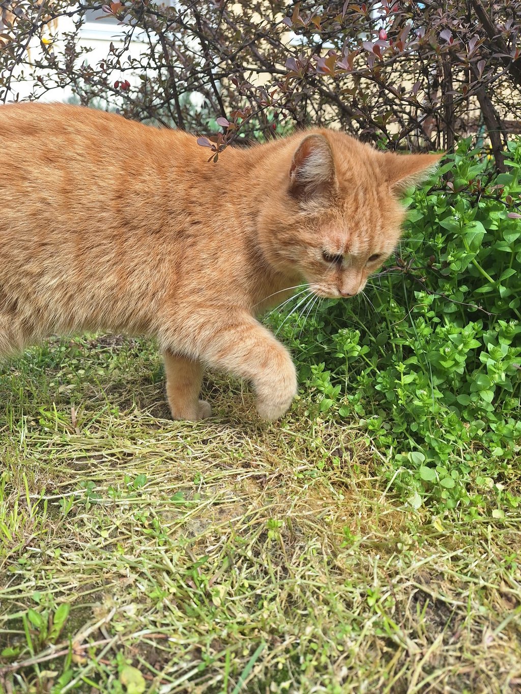a cat in a container garden