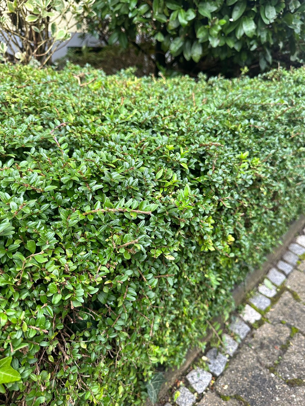 a green deer resistans hedge called Boxwood