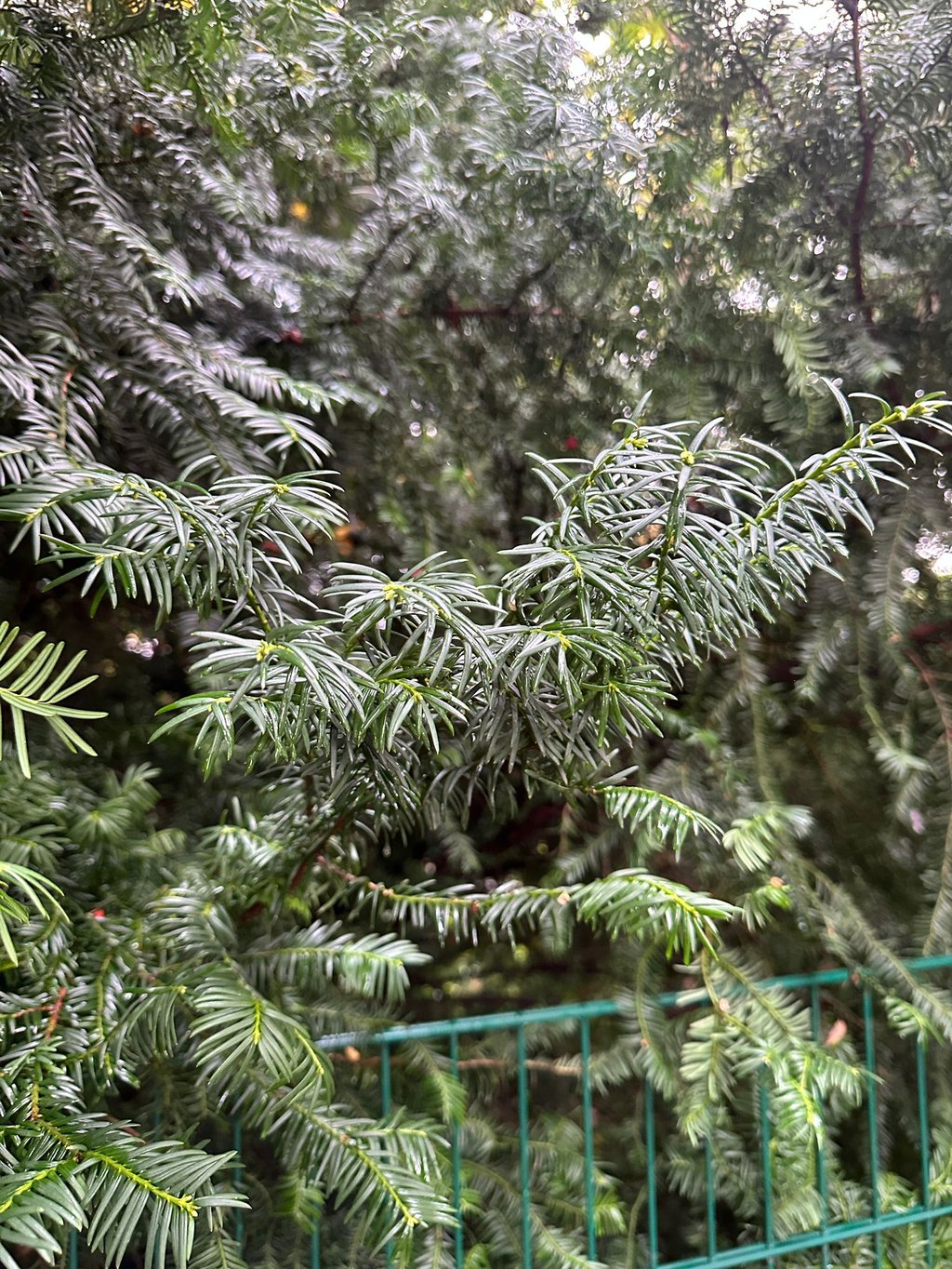 bushy English Yew evergreen plant stems