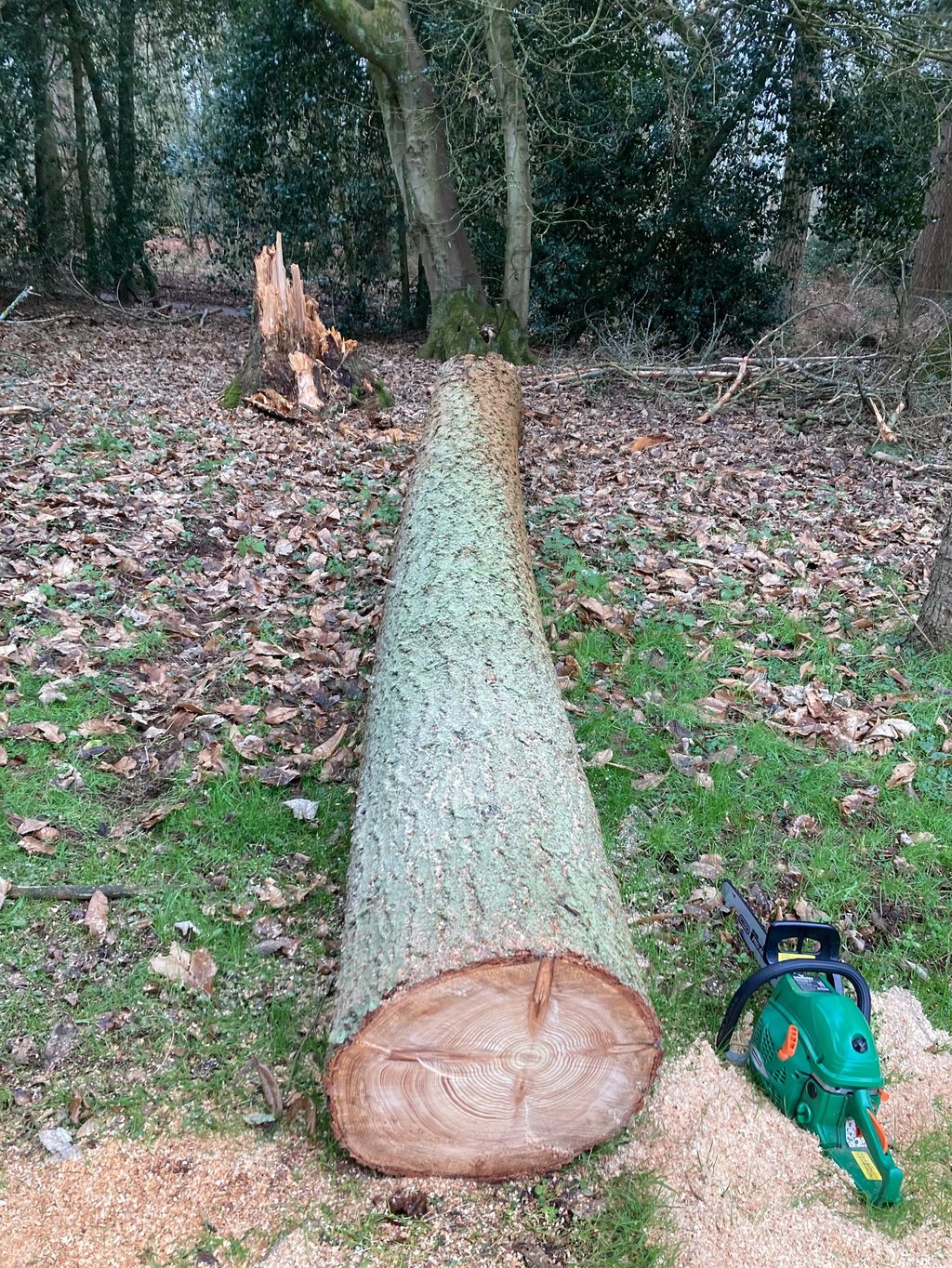 Storm damaged tree cut up and removed