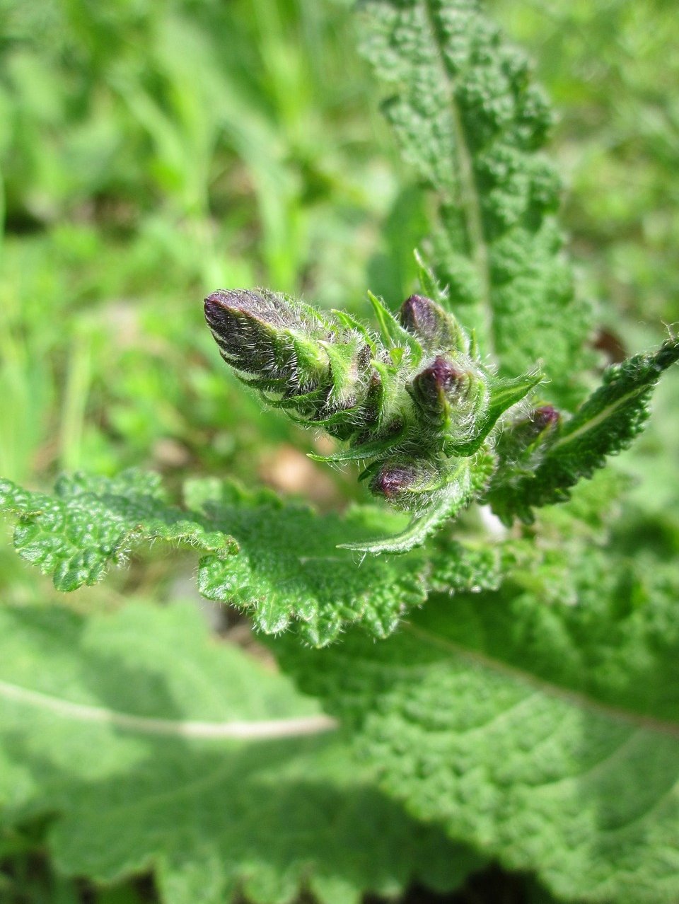 a Clary sage plant with a flower budding out of it