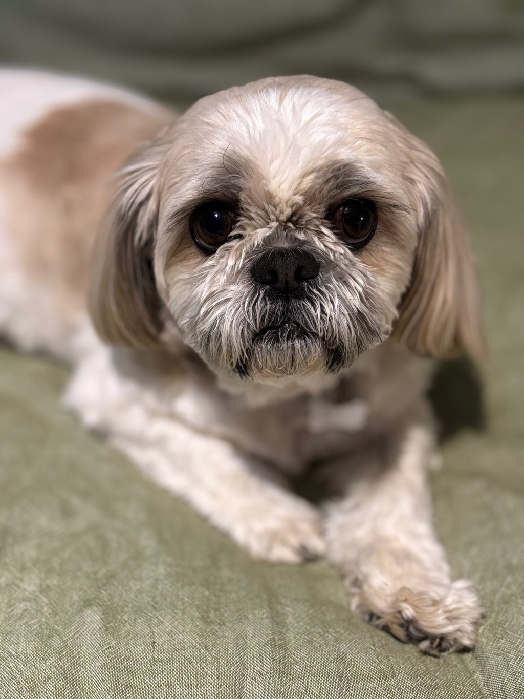 Brown and white Shih Tzu office companion