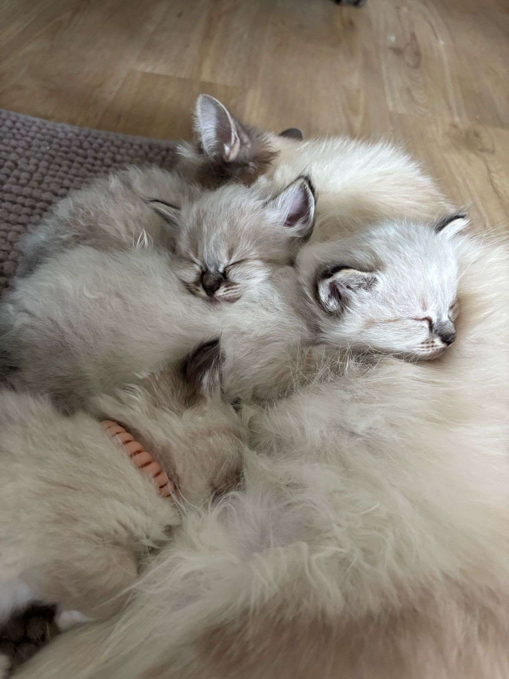 Chatons - Sacré de Birmanie