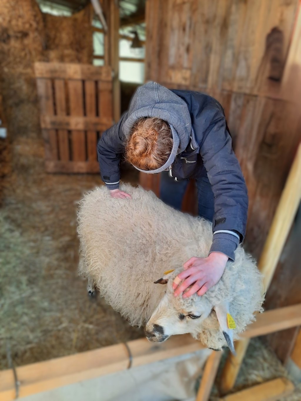 Ostéopathie animale, séance pour un mouton