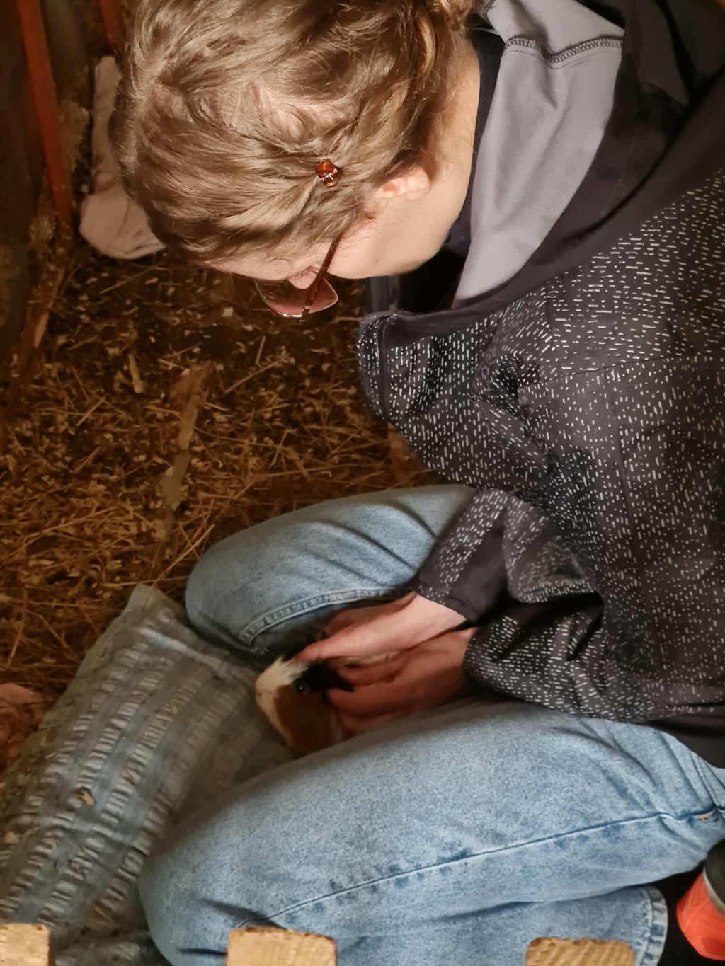 Séance d'ostéopathie pour lapin, cochon d'Inde, furet et autres NAC dans le Hainaut en Belgique