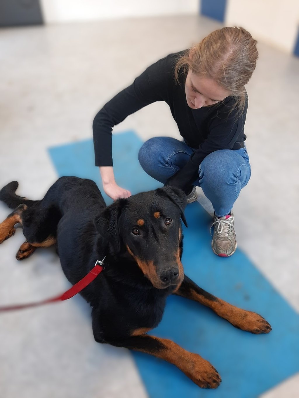 Séance d'ostéopathie canine dans le Hainaut en Belgique