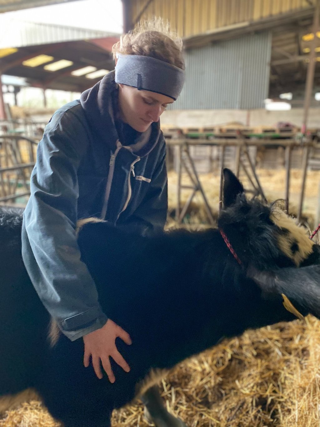 Ostéopathie animale, séance pour une vache