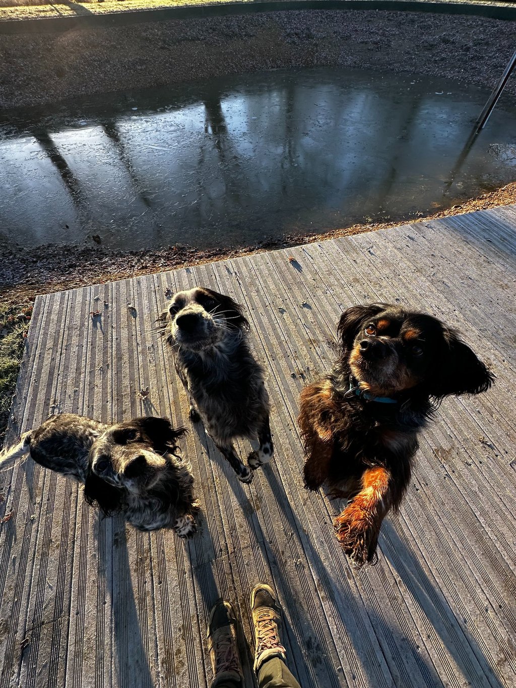 setter anglais et épagneul breton