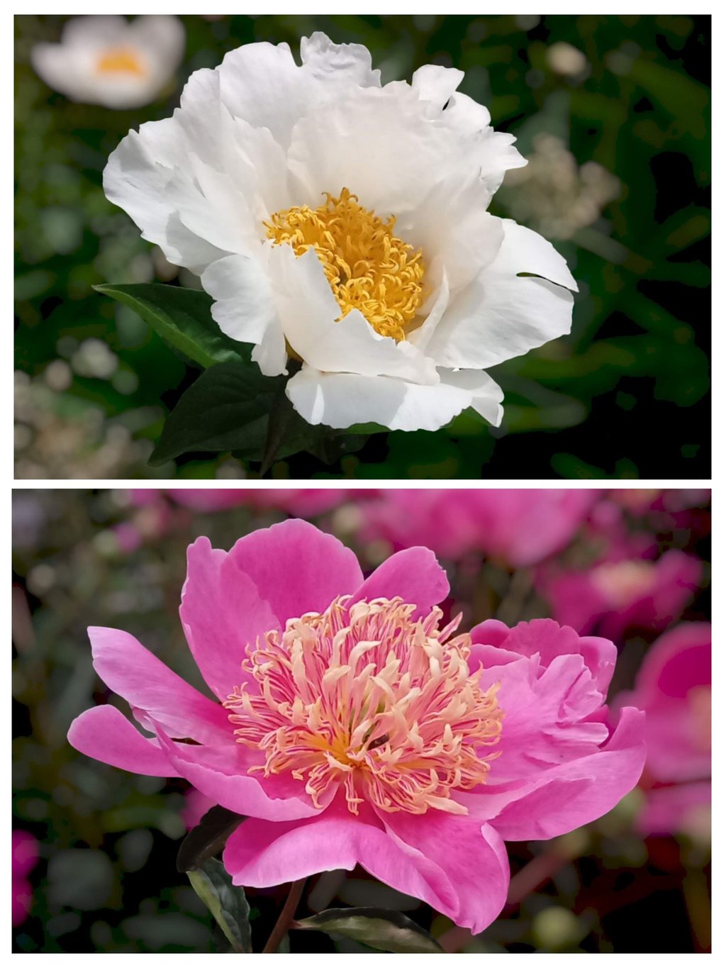 Roses Workshop