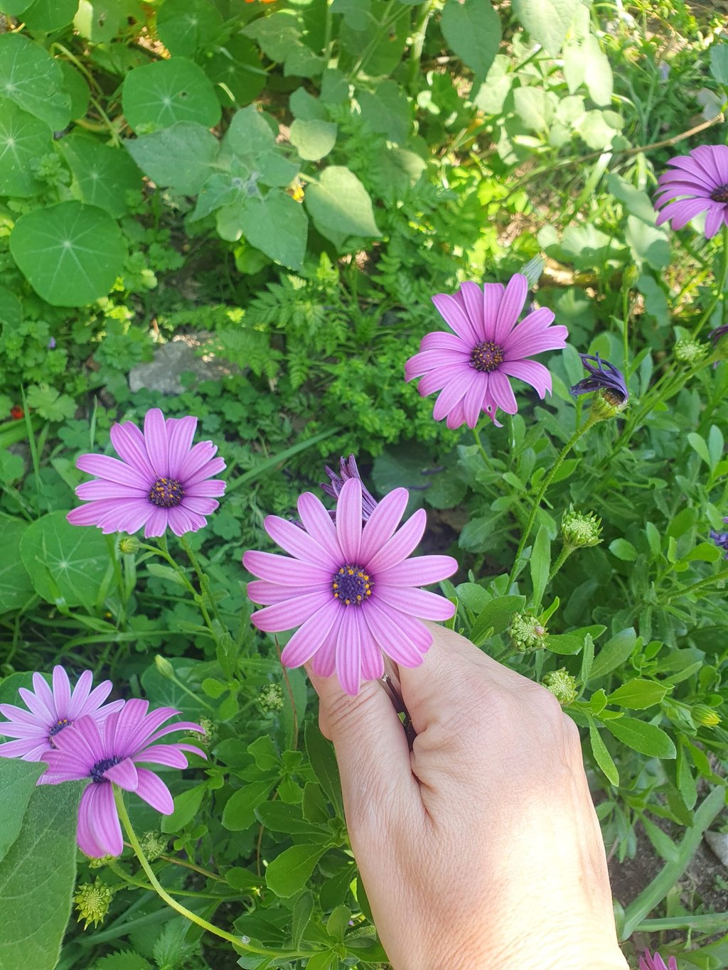 a person's hand holding a flower in a field